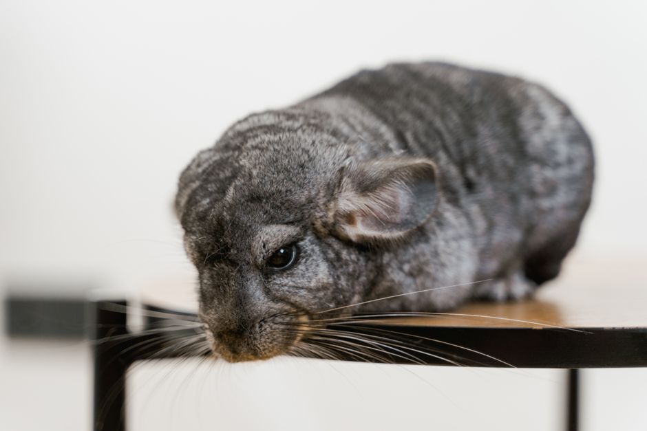 How to Care for a Chinchilla