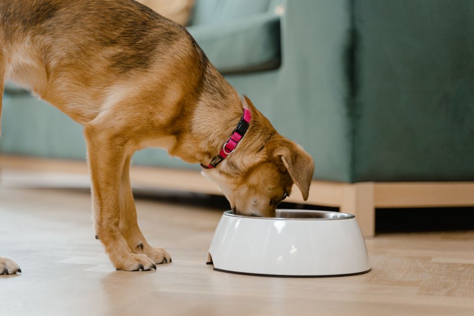 How to Manage Pet Weight With Diet