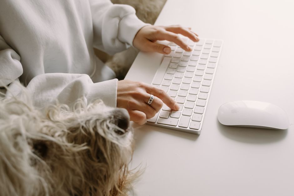 How to Create a Pet Routine That Works