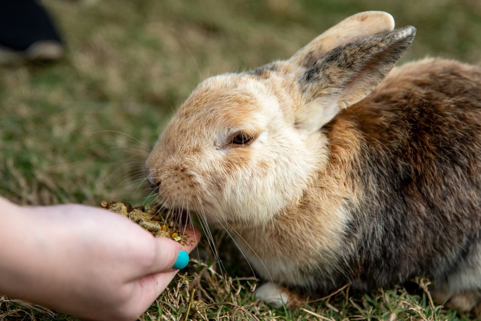 Best Foods for Small Pets